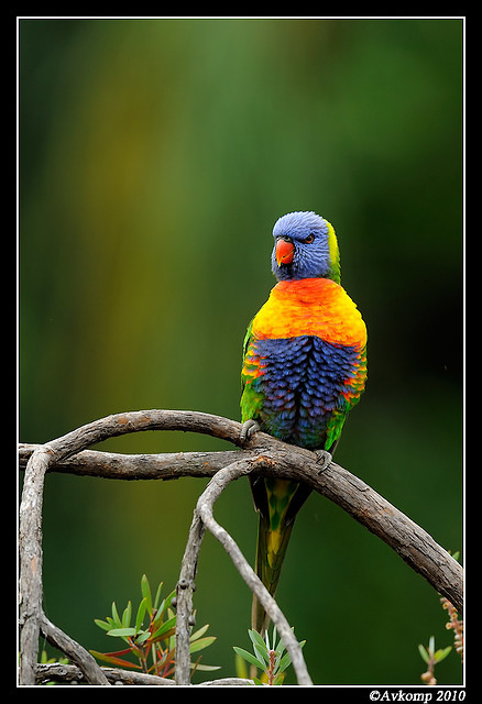 rainbow lorikeet 5766 90