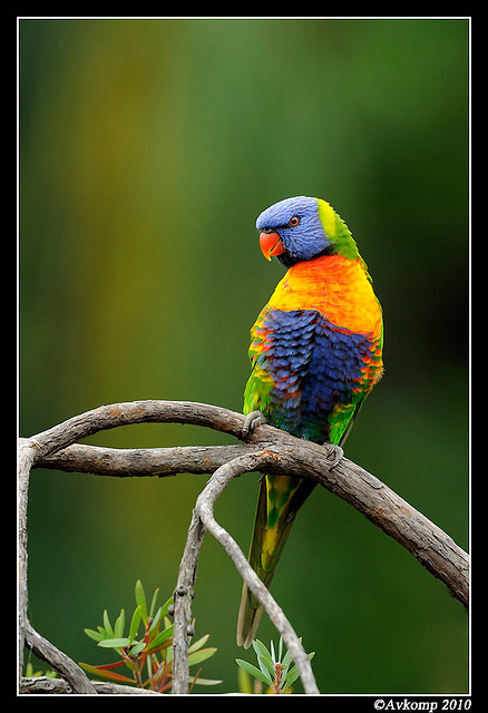 rainbow lorikeet 5767 90