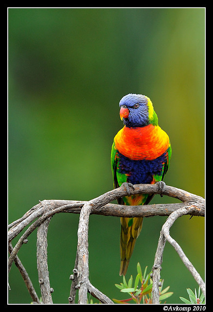 rainbow lorikeet 5770 85