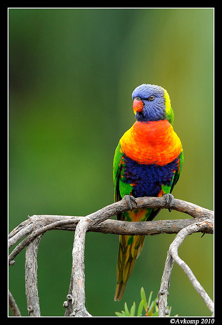 rainbow lorikeet 5771 85