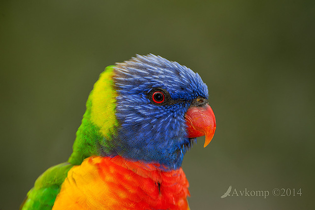 rainbow lorikeet 13676