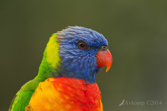 rainbow lorikeet 13678