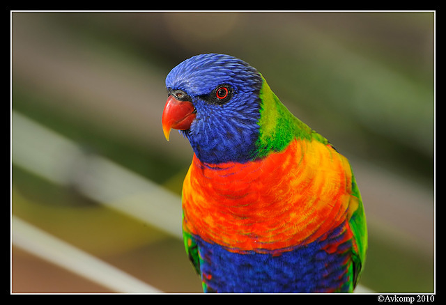 rainbow lorikeet 5692