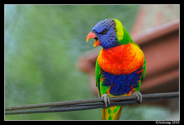 rainbow lorikeet 5702