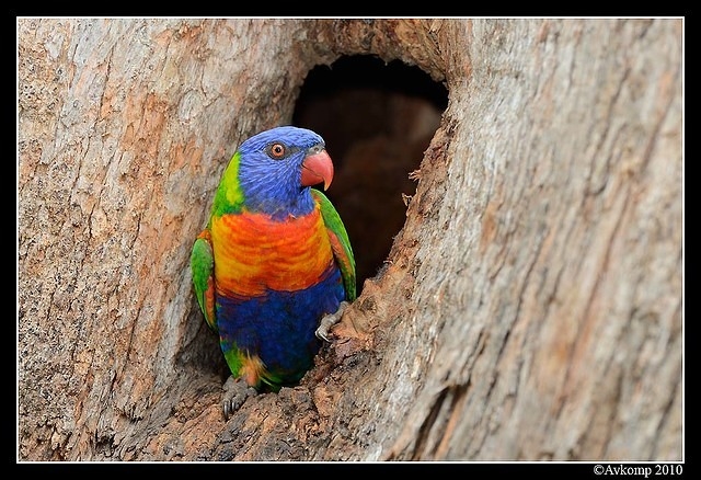 rainbow lorikeet 6495