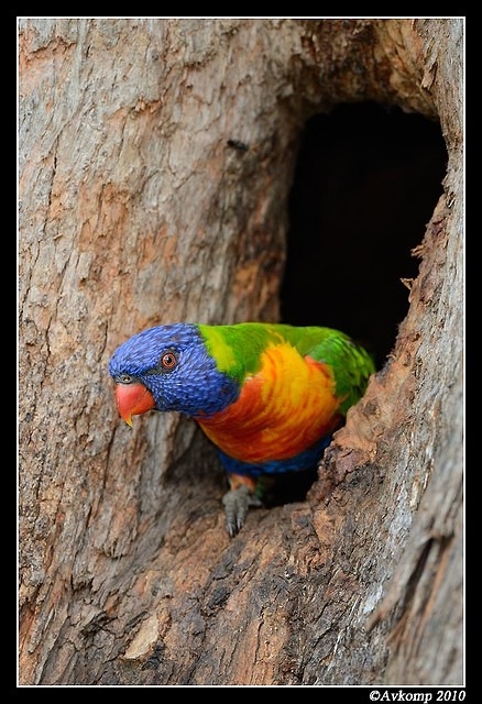 rainbow lorikeet 6501