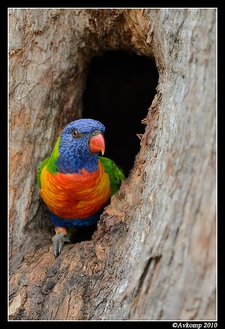 rainbow lorikeet 6502