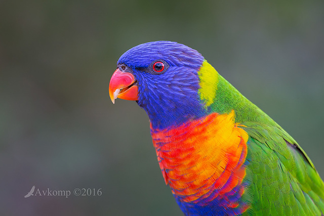 rainbow lorikeet 9788