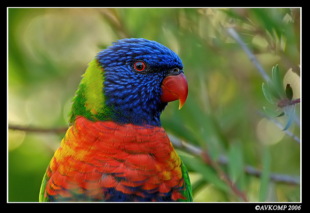 rainbow lorrikeet