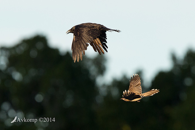 raven and wattle bird 16130