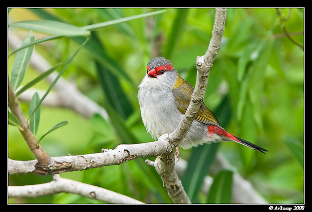 red brow finch 0431