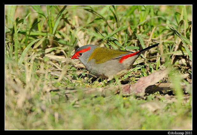 red browed finch 0289