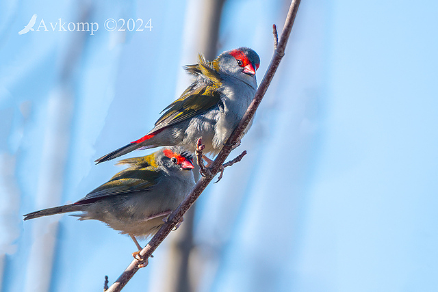 red browed finch 11460