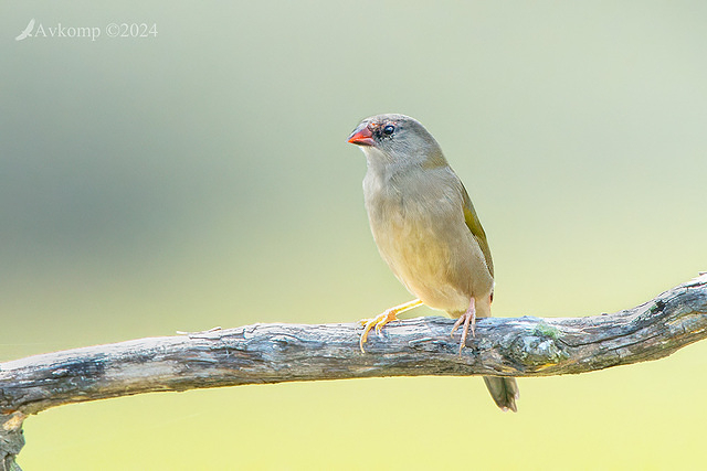 red browed finch 11187