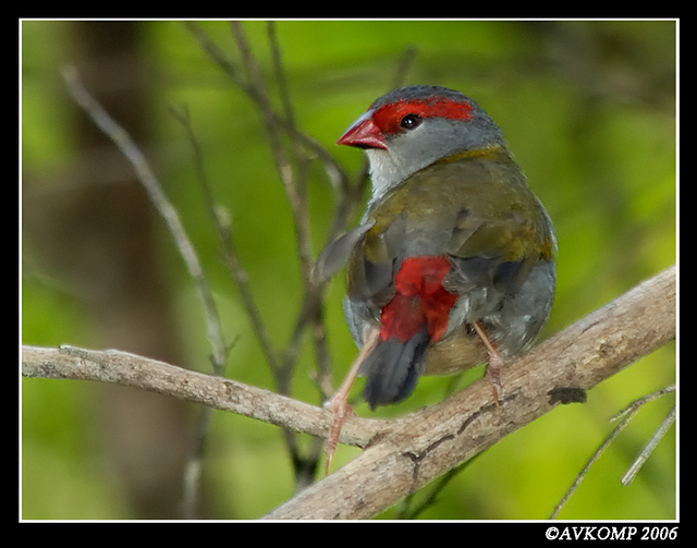 red browed finch 2