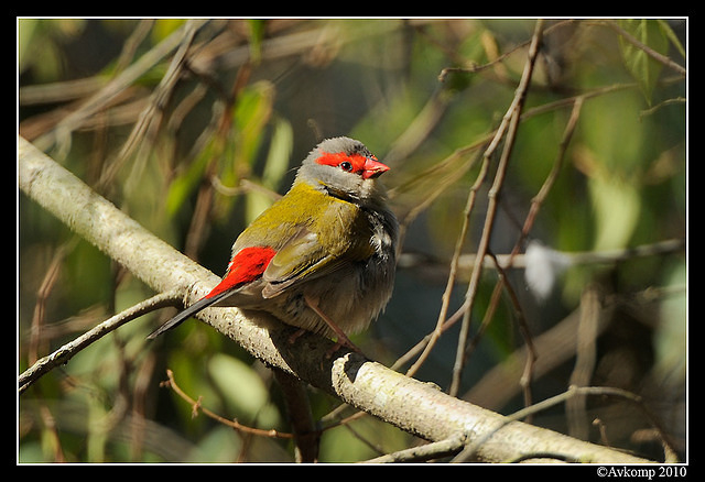 red browed finch 6313