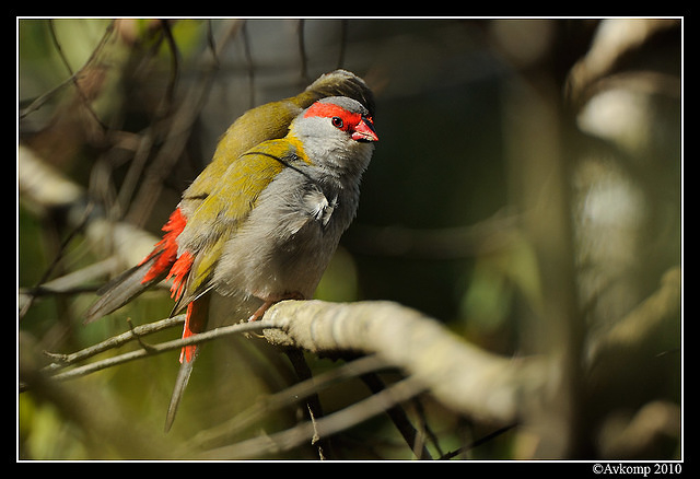 red browed finch 6317