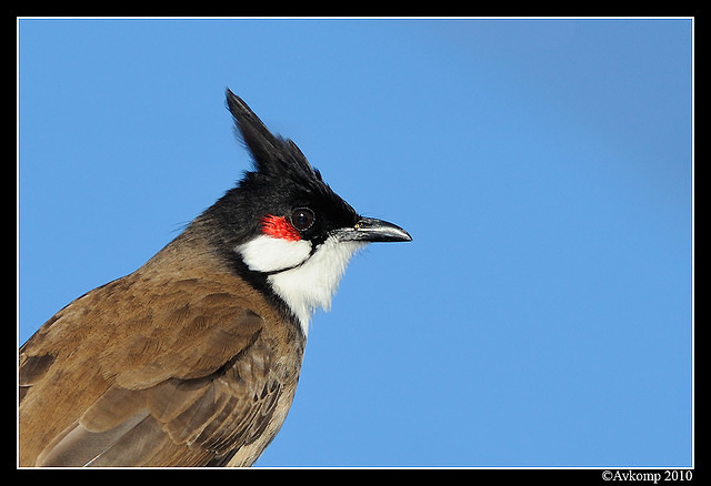 red cheeked bulbul 6196 portrait 50