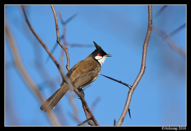 red cheeked bulbul 6196