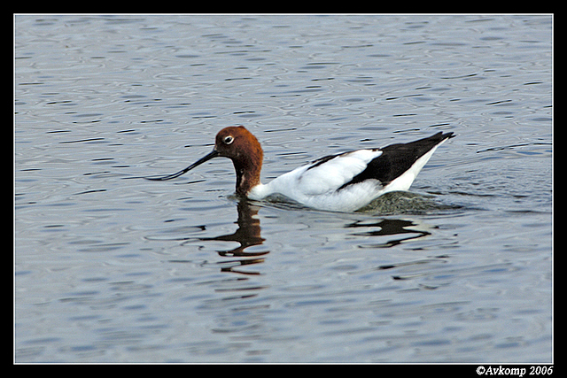 red headed stilt 11