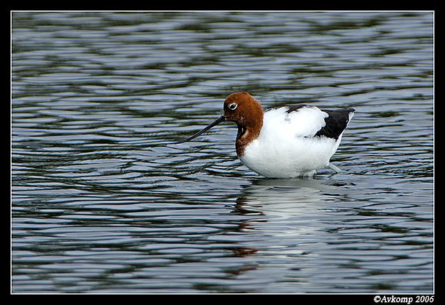 red headed stilt 9