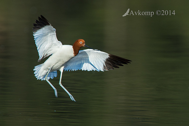 red necked avocet 10985