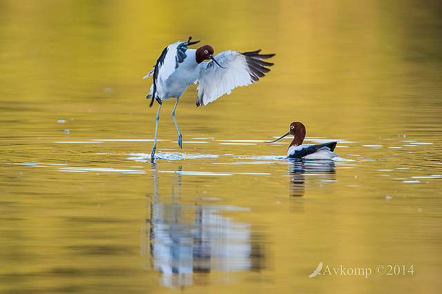 red necked avocet 11109