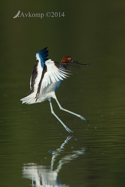 red necked avocet 11145