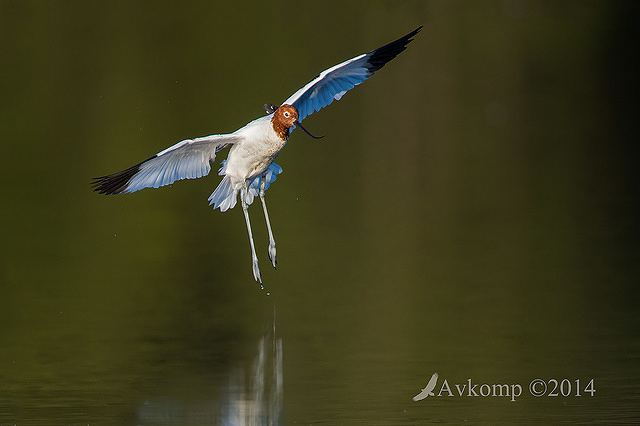 red necked avocet 11156