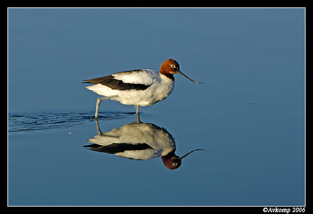 red necked stilt 2