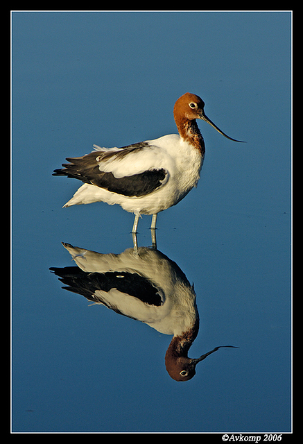 red necked stilt 3