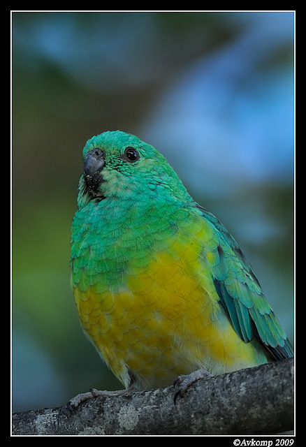 red rumped parrot 3957