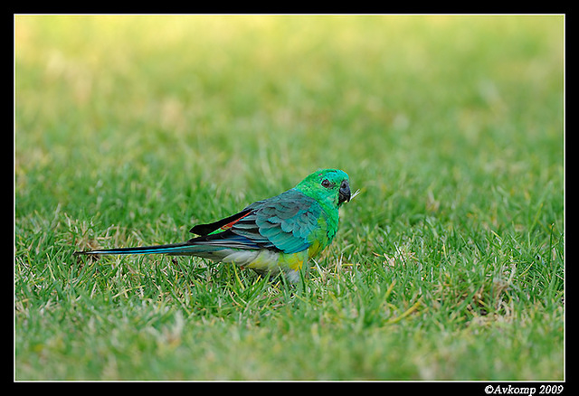 red rumped parrot3436