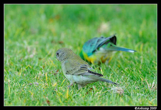 red rumped parrot3437