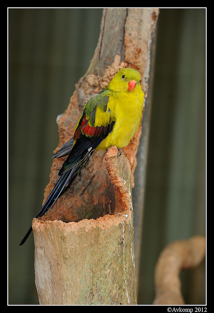 regent parrot 1693