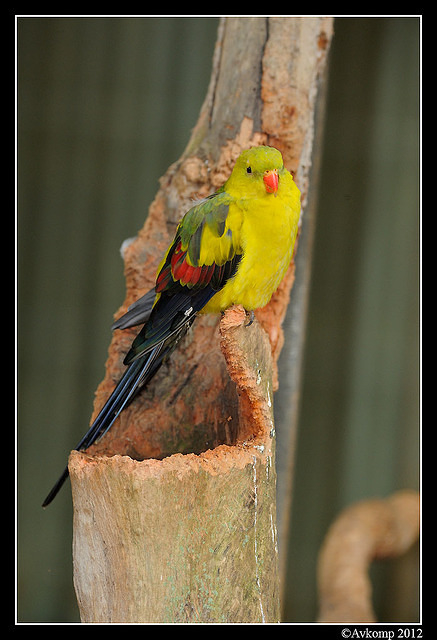 regent parrot 1694