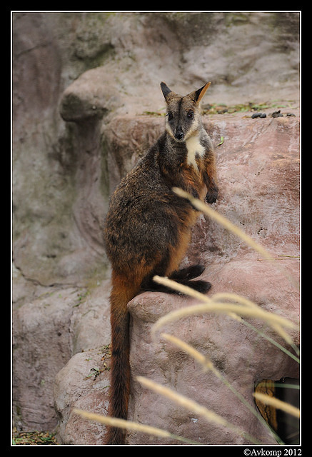 rock wallaby 1698