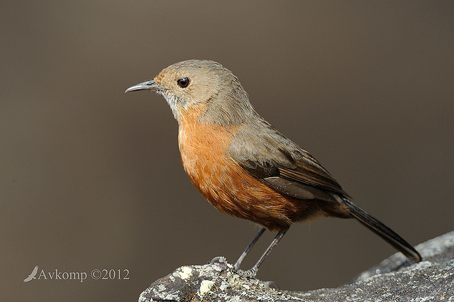 rock warbler 4121