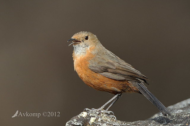 rock warbler 4124