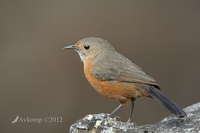 rock warbler 4130