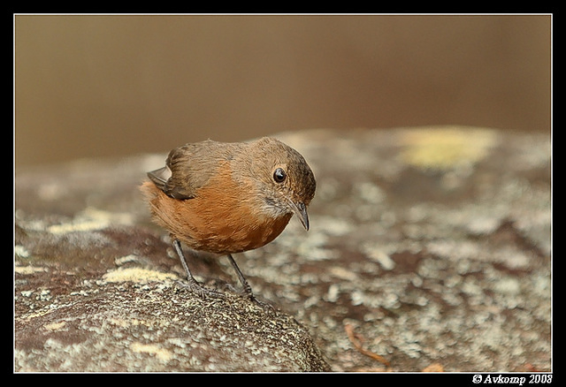 rock warbler 3008