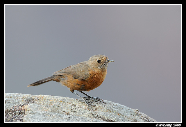 rock warbler 4848