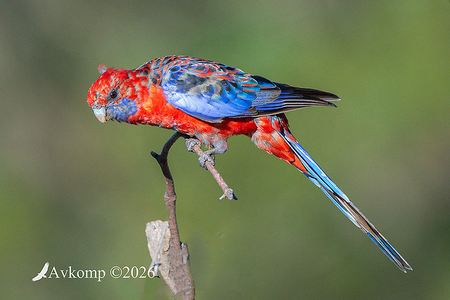 rosella 14016