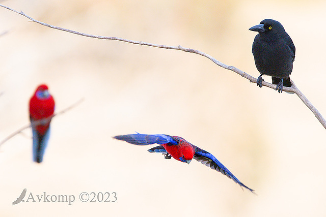 rosella 10129