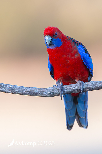 rosella 10566