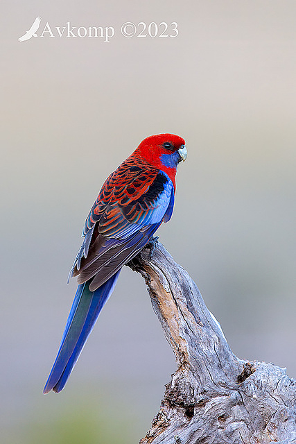 rosella 10616