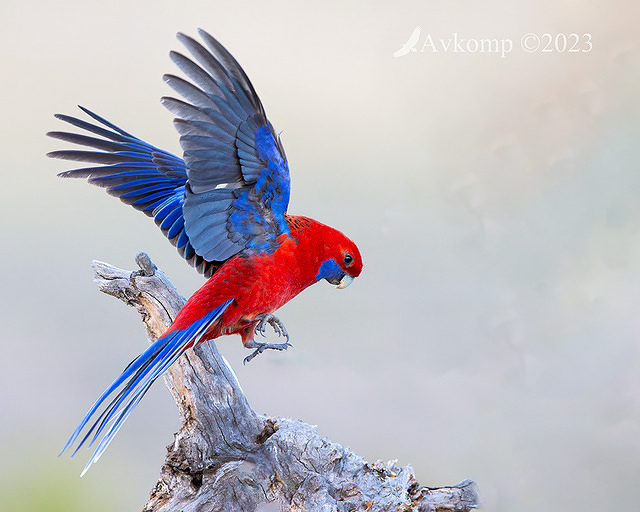 rosella 10619