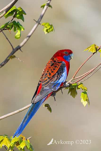 rosella 10779