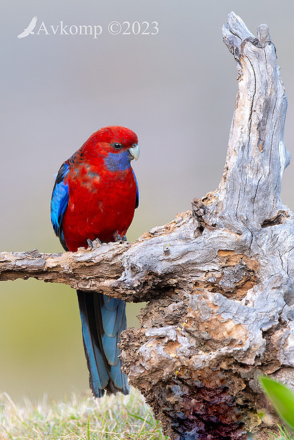 rosella 10781