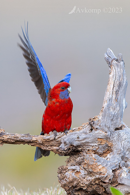 rosella 10782